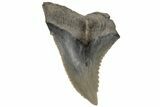 Snaggletooth Shark (Hemipristis) Tooth - South Carolina #211641-1